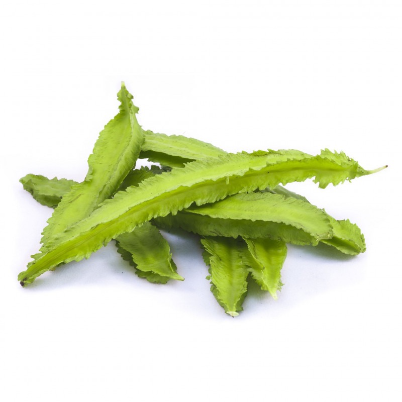 Winged Beans